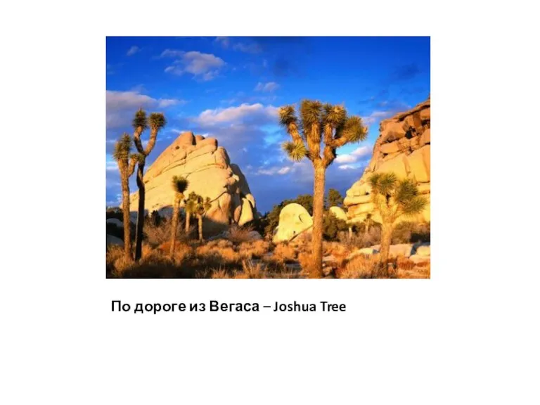 По дороге из Вегаса – Joshua Tree