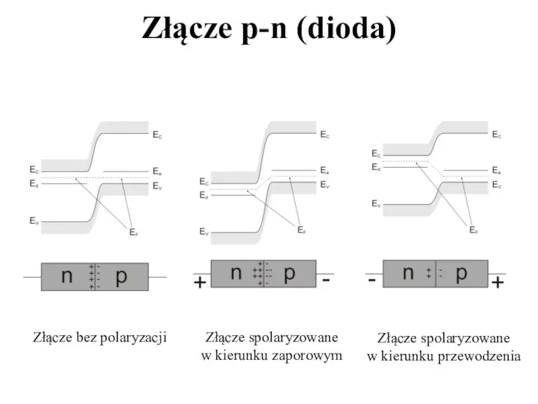 Złącze p-n (dioda) Złącze bez polaryzacji Złącze spolaryzowane w kierunku zaporowym Złącze spolaryzowane w kierunku przewodzenia