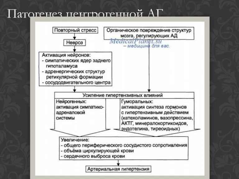 Патогенез центрогенной АГ