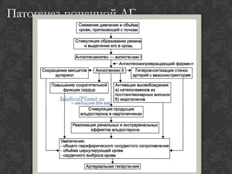 Патогенез почечной АГ