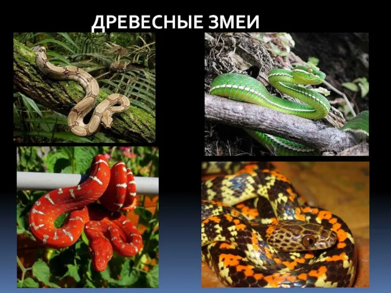 ДРЕВЕСНЫЕ ЗМЕИ