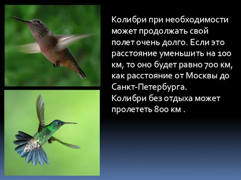Колибри при необходимости может продолжать свой полет очень долго. Если это расстояние
