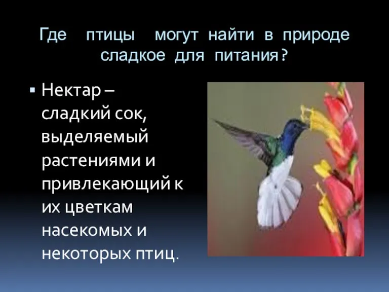 Где птицы могут найти в природе сладкое для питания? Нектар – сладкий