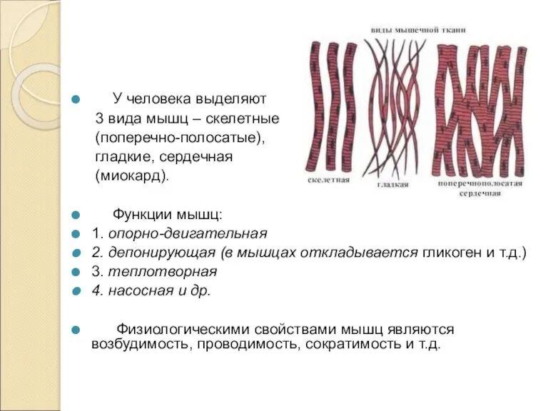 У человека выделяют 3 вида мышц – скелетные (поперечно-полосатые), гладкие, сердечная (миокард).