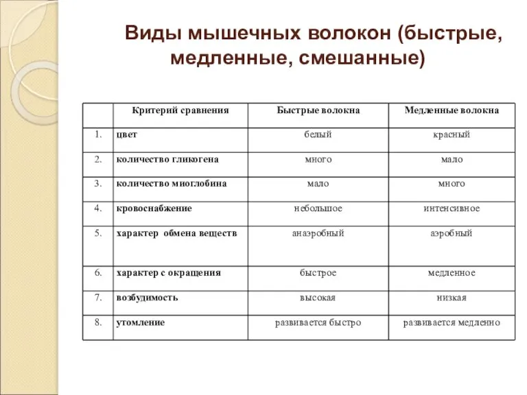 Виды мышечных волокон (быстрые, медленные, смешанные)