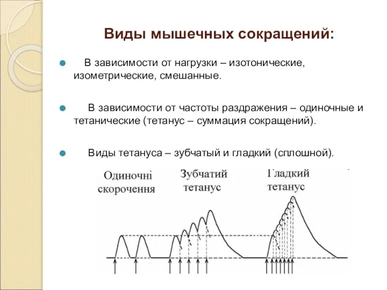 Виды мышечных сокращений: В зависимости от нагрузки – изотонические, изометрические, смешанные. В