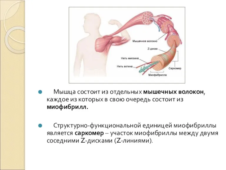 Мышца состоит из отдельных мышечных волокон, каждое из которых в свою очередь