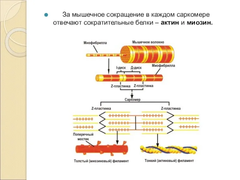 За мышечное сокращение в каждом саркомере отвечают сократительные белки – актин и миозин.