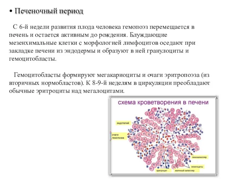 Печеночный период С 6-й недели развития плода человека гемопоэз перемещается в печень