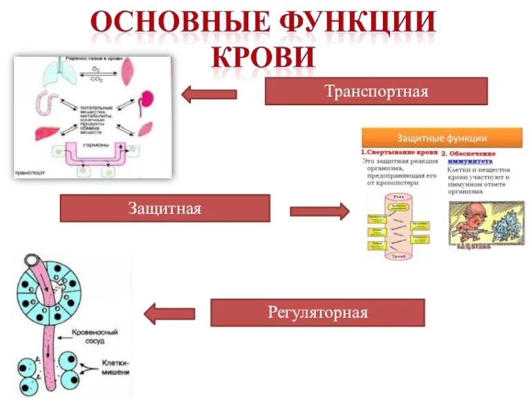 Транспортная Защитная Регуляторная