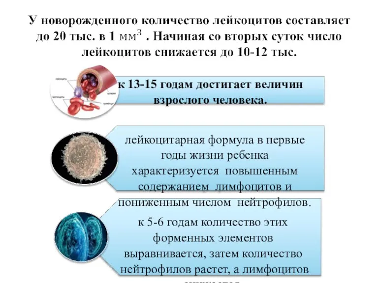 к 13-15 годам достигает величин взрослого человека. лейкоцитарная формула в первые годы