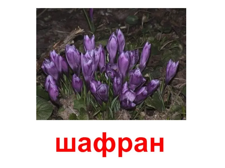 шафран