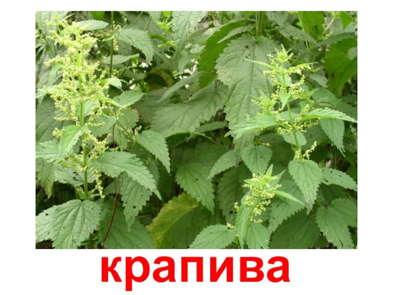 крапива