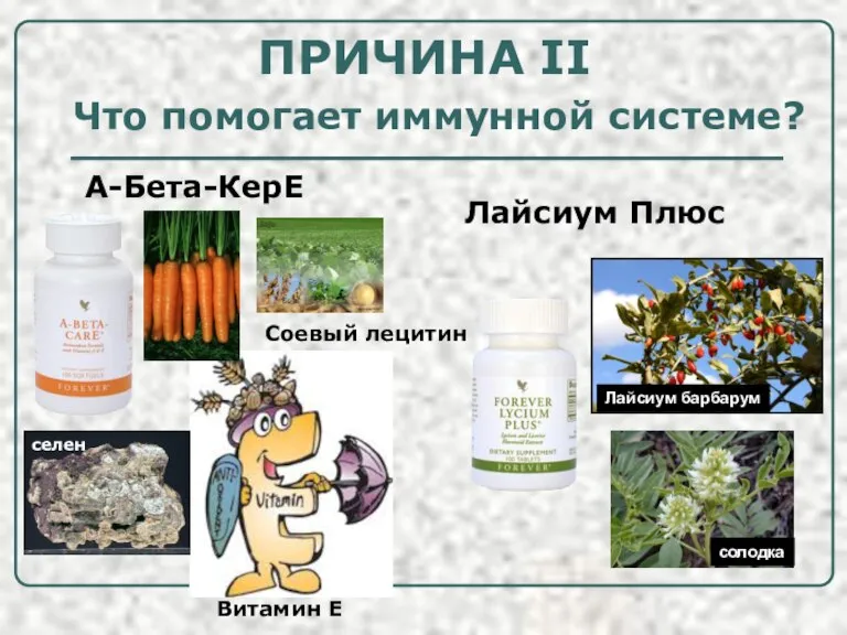 Что помогает иммунной системе? Лайсиум барбарум солодка А-Бета-КерЕ Лайсиум Плюс ПРИЧИНА II