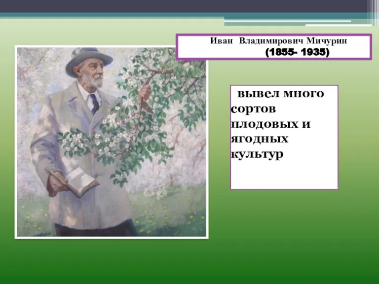 Иван Владимирович Мичурин (1855- 1935) вывел много сортов плодовых и ягодных культур