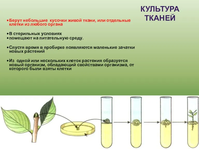 Берут небольшие кусочки живой ткани, или отдельные клетки из любого органа В