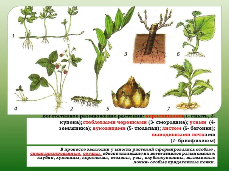 Вегетативное размножение растений: корневищами(1- сныть, 2- купена);стеблевыми черенками (3- смородина); усами (4-