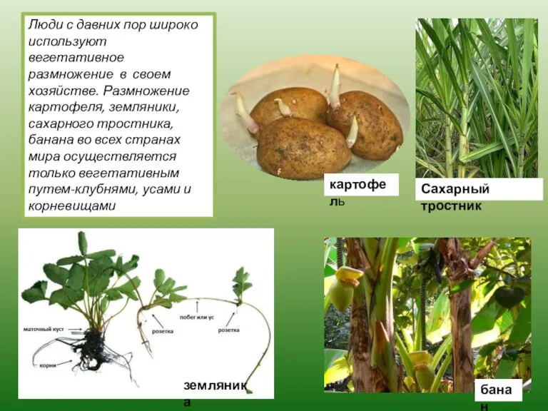 банан Сахарный тростник картофель земляника Люди с давних пор широко используют вегетативное