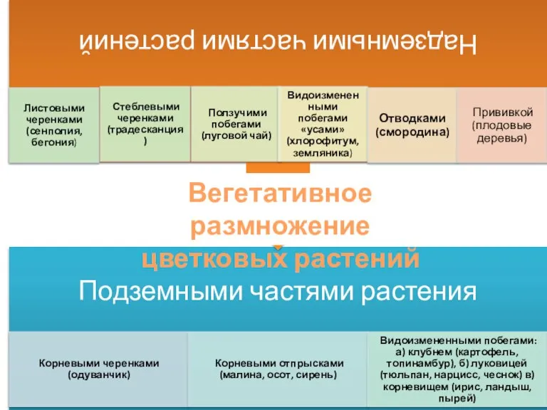 Вегетативное размножение цветковых растений