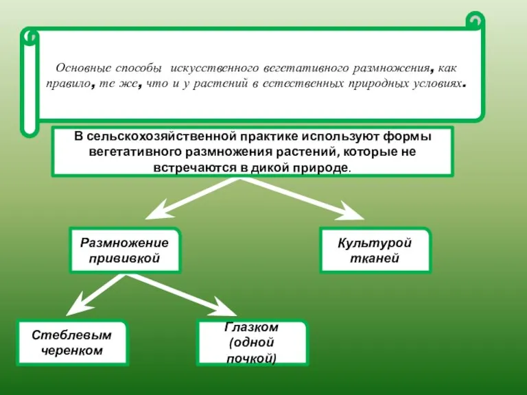 Основные способы искусственного вегетативного размножения, как правило, те же, что и у