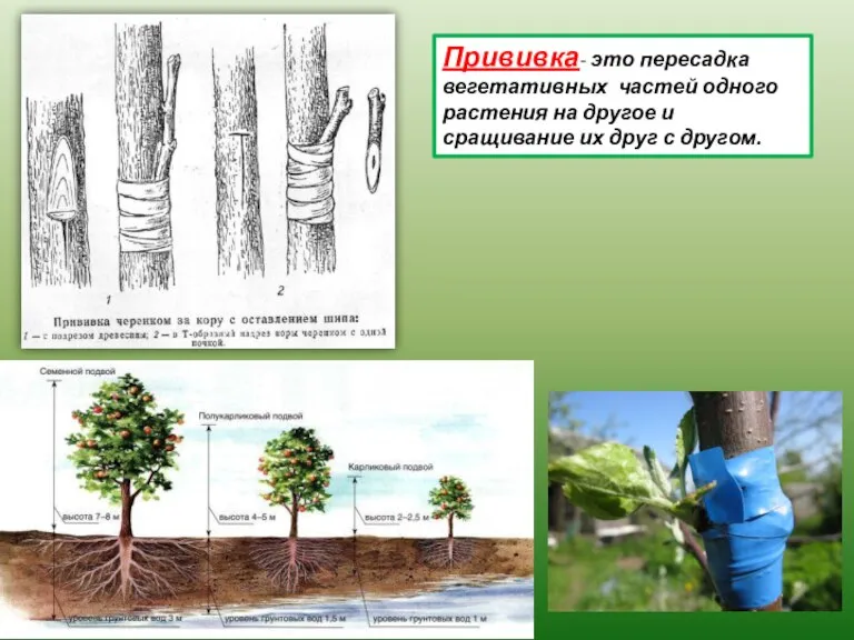 Прививка- это пересадка вегетативных частей одного растения на другое и сращивание их друг с другом.