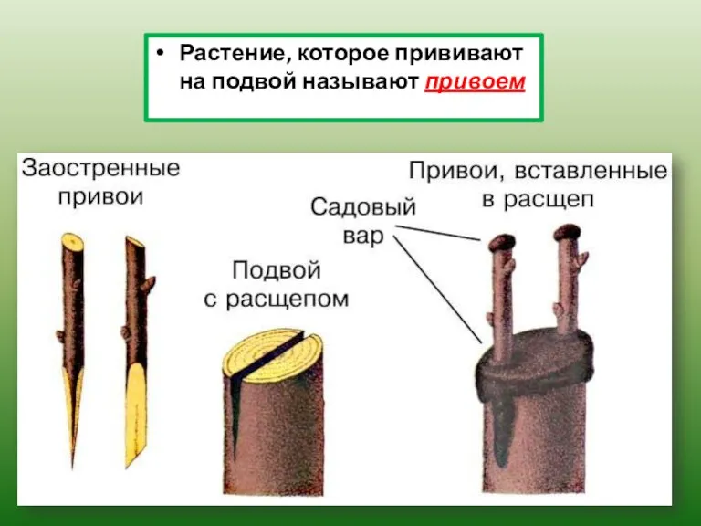 Растение, которое прививают на подвой называют привоем