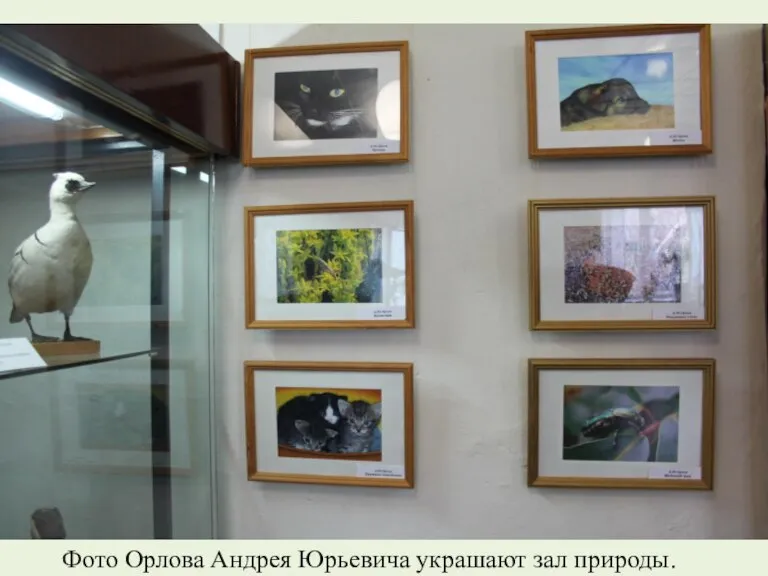 Фото Орлова Андрея Юрьевича украшают зал природы.