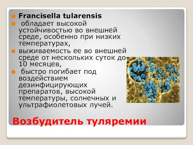 Возбудитель туляремии Francisella tularensis обладает высокой устойчивостью во внешней среде, особенно при