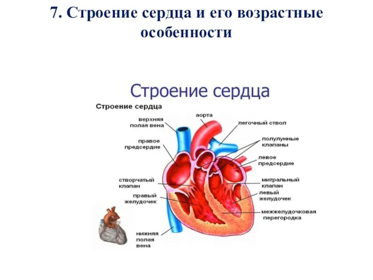 7. Строение сердца и его возрастные особенности