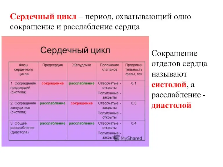 Сердечный цикл – период, охватывающий одно сокращение и расслабление сердца Сокращение отделов