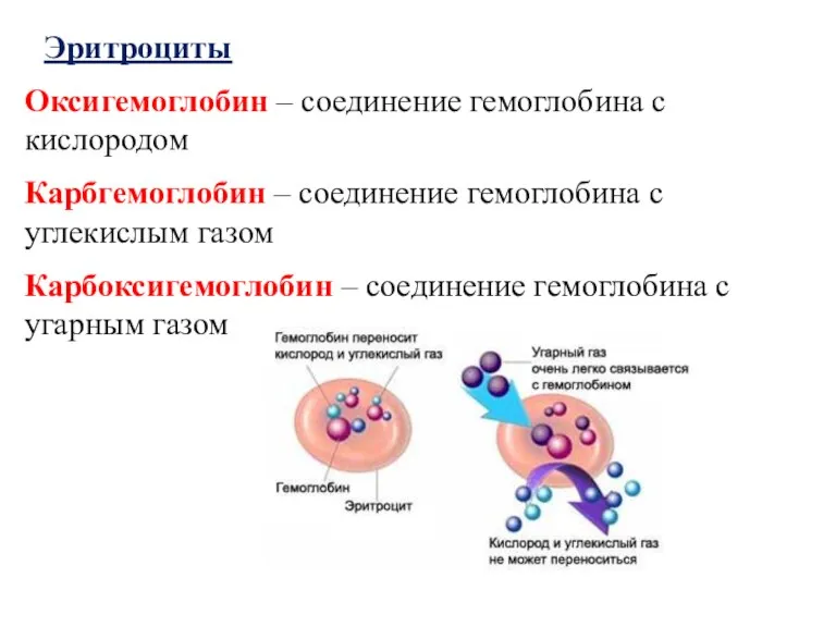 Эритроциты Оксигемоглобин – соединение гемоглобина с кислородом Карбгемоглобин – соединение гемоглобина с