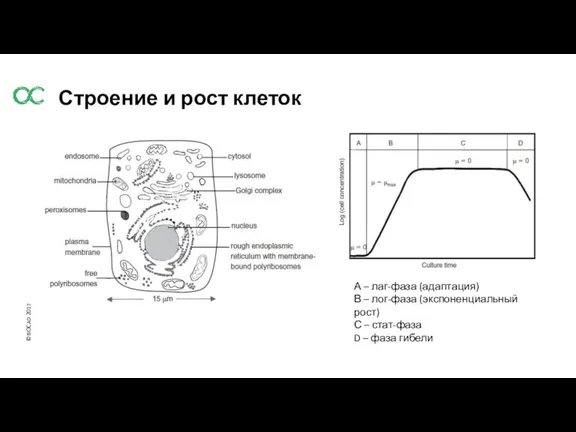 Строение и рост клеток А – лаг-фаза (адаптация) В – лог-фаза (экспоненциальный