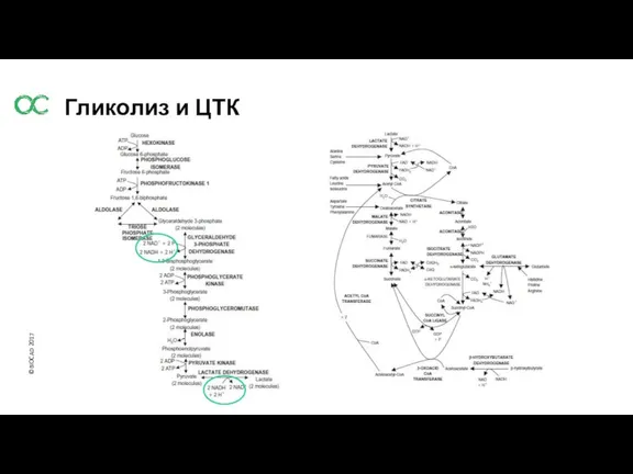 Гликолиз и ЦТК