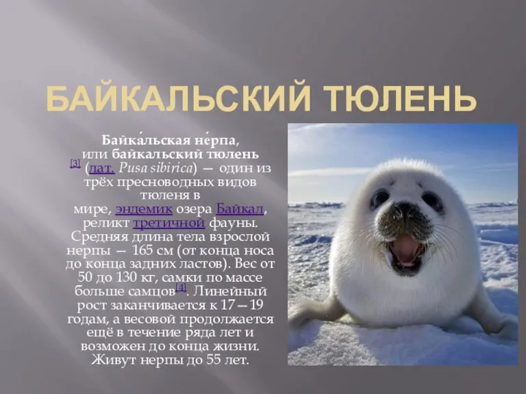 БАЙКАЛЬСКИЙ ТЮЛЕНЬ Байка́льская не́рпа, или байкальский тюлень[3] (лат. Pusa sibirica) — один