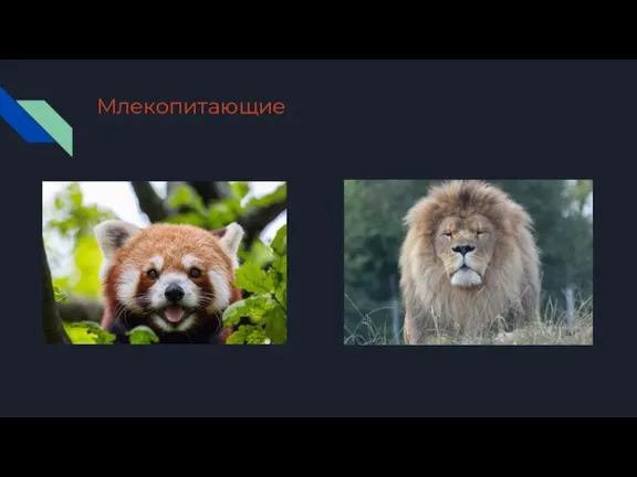 Млекопитающие