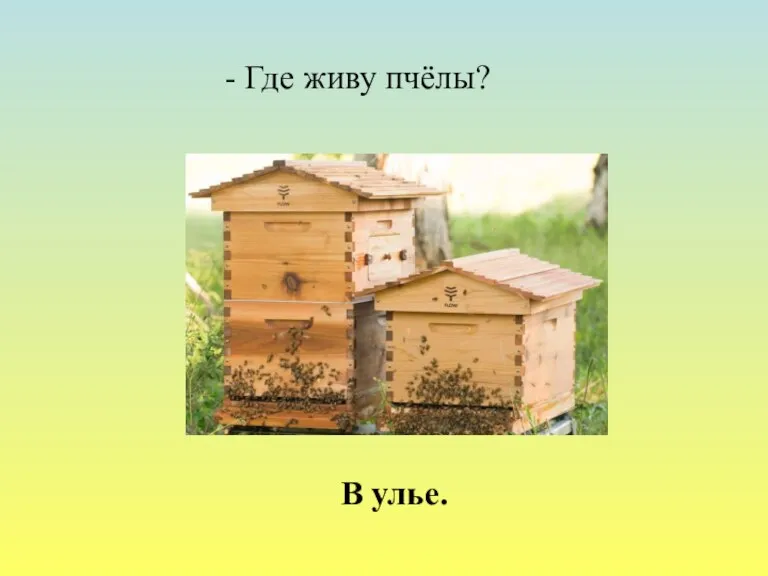 - Где живу пчёлы? В улье.