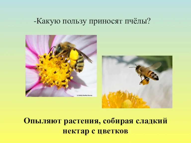 -Какую пользу приносят пчёлы? Опыляют растения, собирая сладкий нектар с цветков