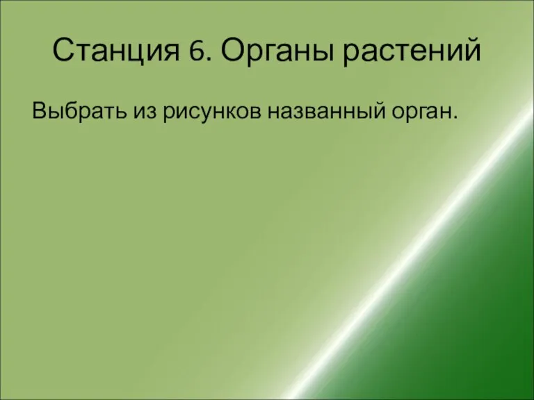 Станция 6. Органы растений Выбрать из рисунков названный орган.