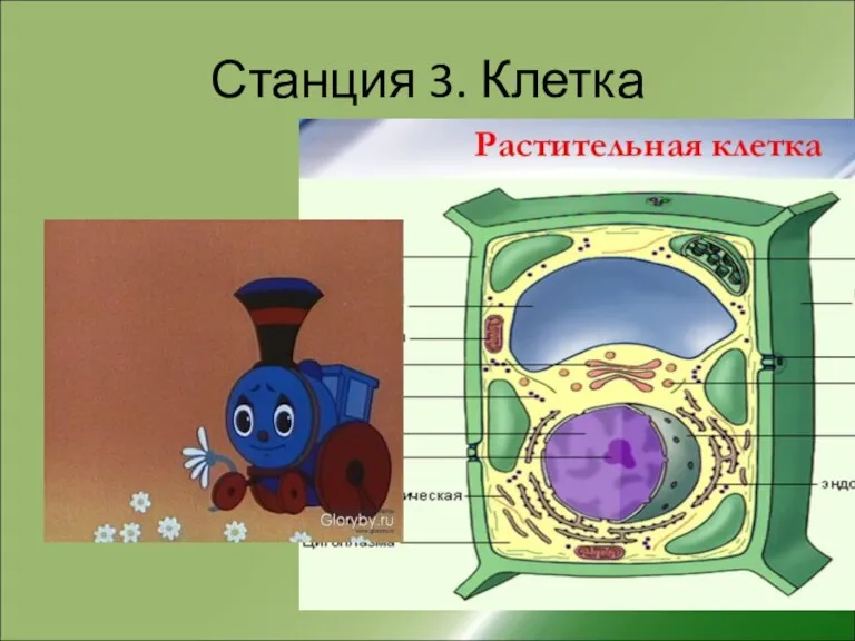 Станция 3. Клетка