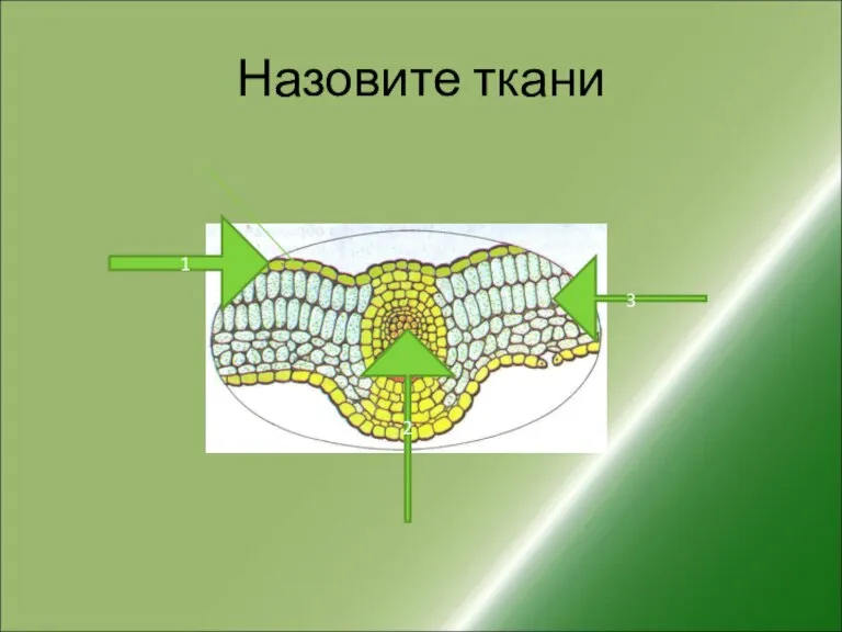 Назовите ткани 1 2 3