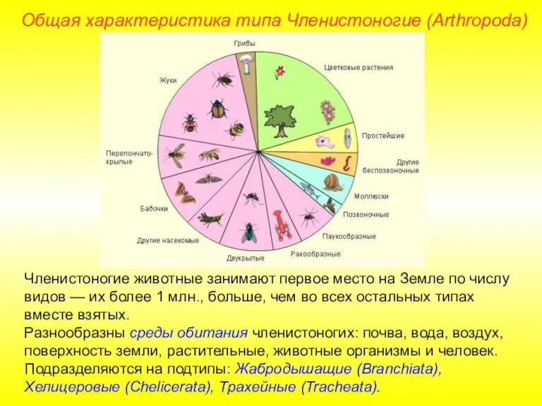 Членистоногие животные занимают первое место на Земле по числу видов — их