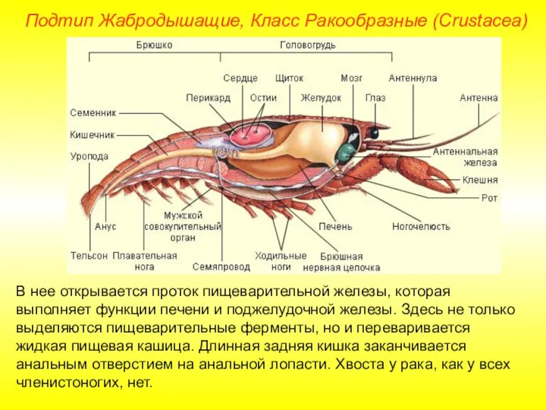 В нее открывается проток пищеварительной железы, которая выполняет функции печени и поджелудочной