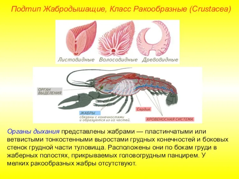 Органы дыхания представлены жабрами — пластинчатыми или ветвистыми тонкостенными выростами грудных конечностей