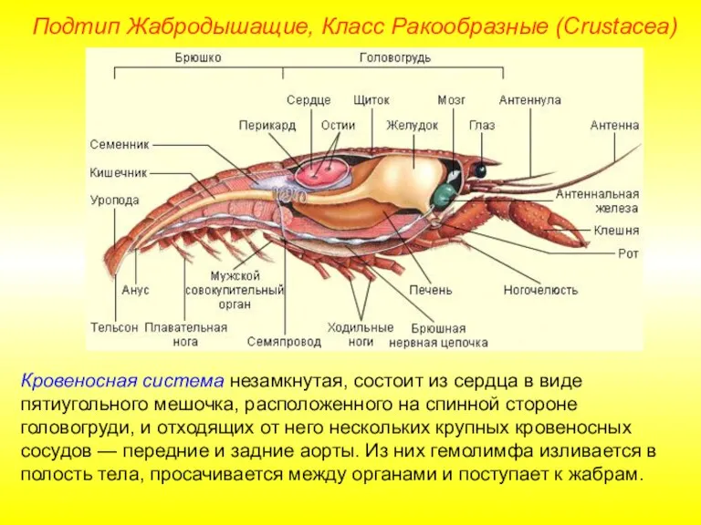 Кровеносная система незамкнутая, состоит из сердца в виде пятиугольного мешочка, расположенного на