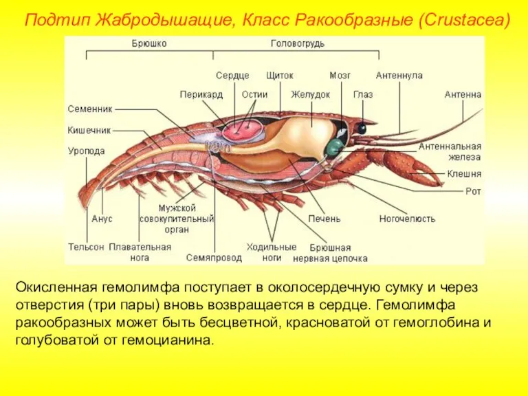 Окисленная гемолимфа поступает в околосердечную сумку и через отверстия (три пары) вновь