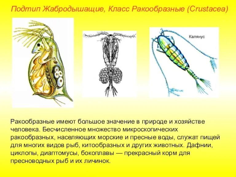 Подтип Жабродышащие, Класс Ракообразные (Crustacea) Ракообразные имеют большое значение в природе и