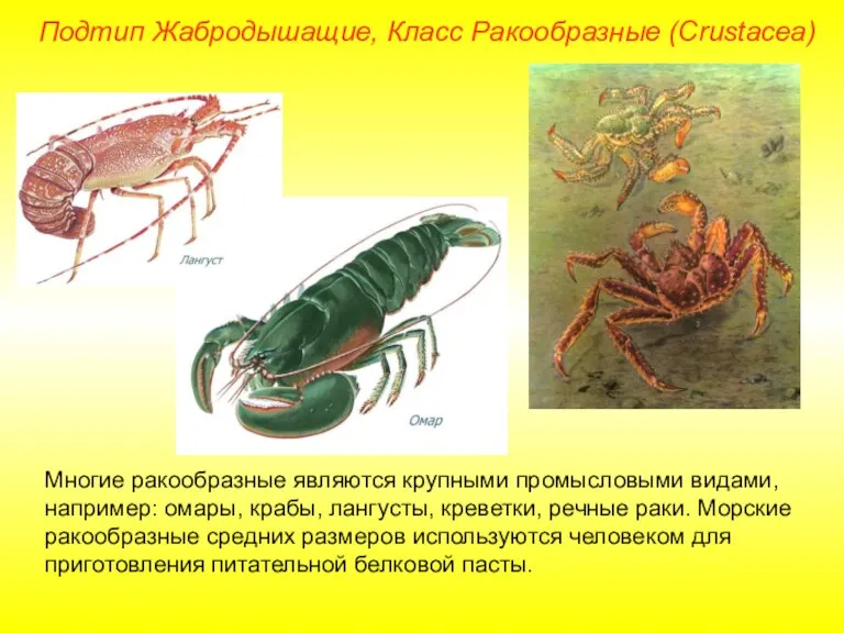Подтип Жабродышащие, Класс Ракообразные (Crustacea) Многие ракообразные являются крупными промысловыми видами, например: