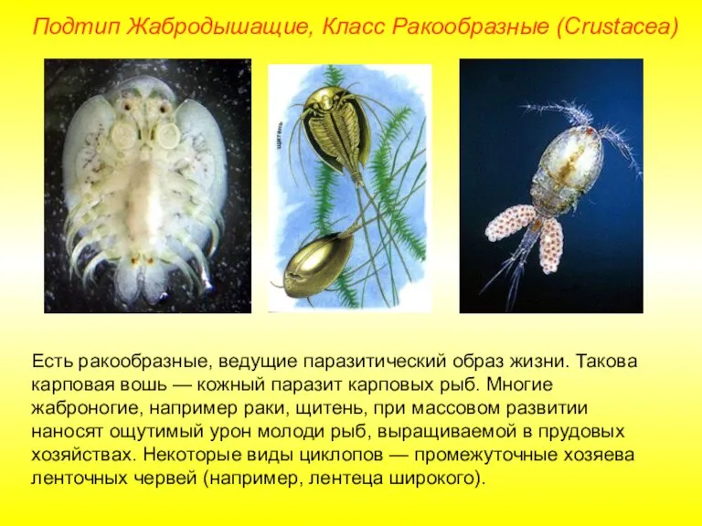 Подтип Жабродышащие, Класс Ракообразные (Crustacea) Есть ракообразные, ведущие паразитический образ жизни. Такова