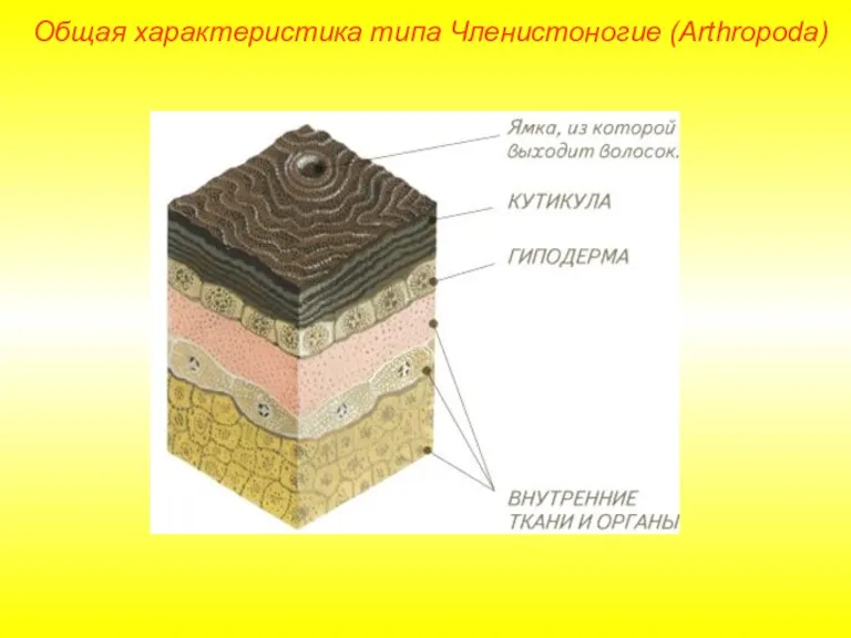 Общая характеристика типа Членистоногие (Arthropoda)