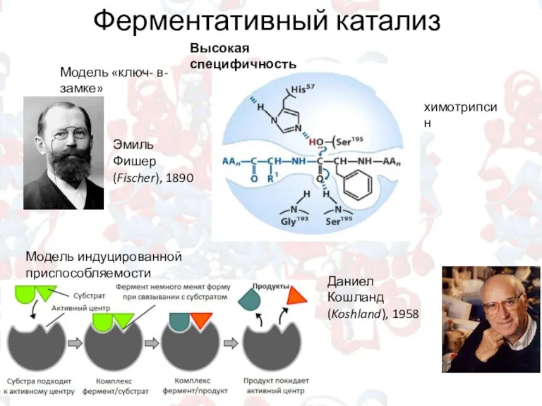 Ферментативный катализ Высокая специфичность Модель индуцированной приспособляемости Эмиль Фишер (Fischer), 1890 Даниел